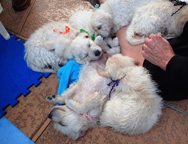 puppies-go-for-swim-3