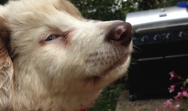 blind puppy saved from meth lab