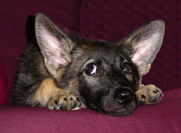 reboot-puppy-2