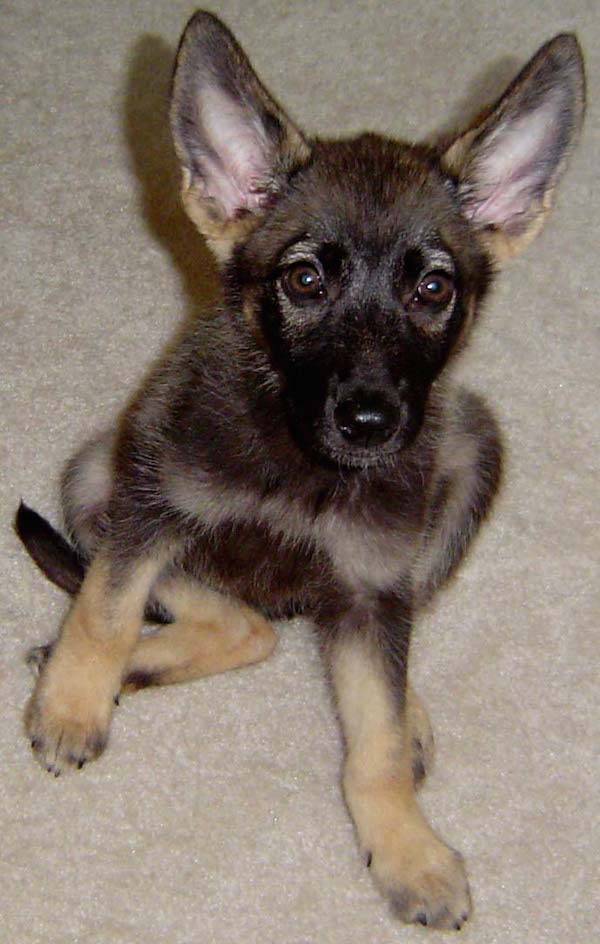 reboot-puppy