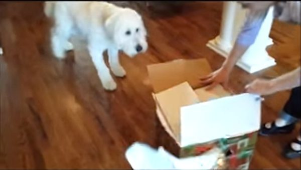 Golden doodle gets surprise
