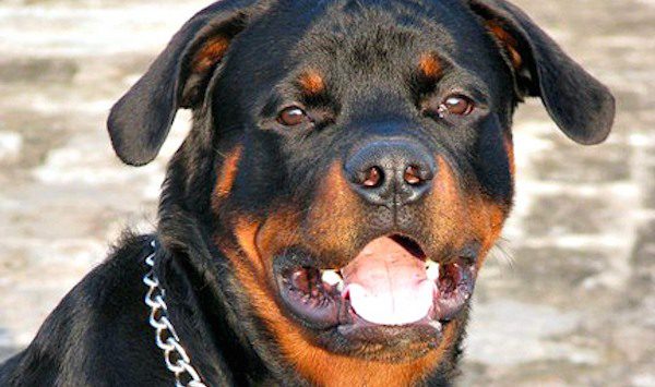 Adopted Rottweiler Saves Pregnant Woman Held At Knifepoint During Home Invasion