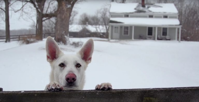 Dogs And Cats Savour Every Moment They Have With Us