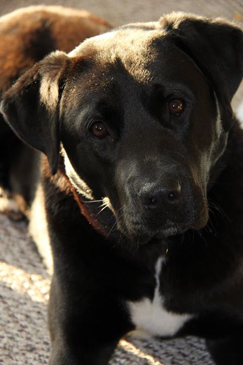 schoep-new-dog