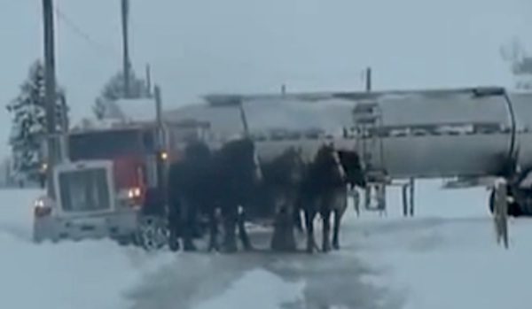 horses help truck