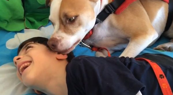 Service Pit Bull Wins Right To Attend School With Boy With Cerebral Palsy
