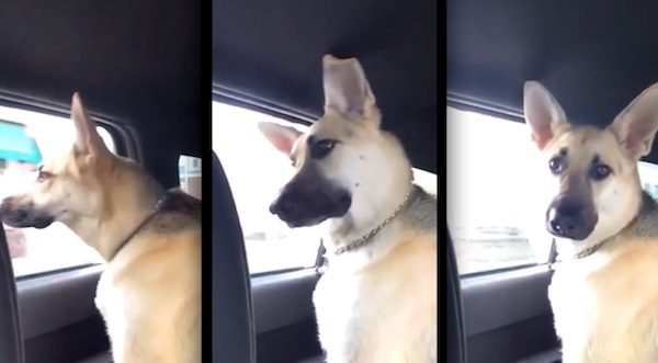 german shepherd likes maroon 5