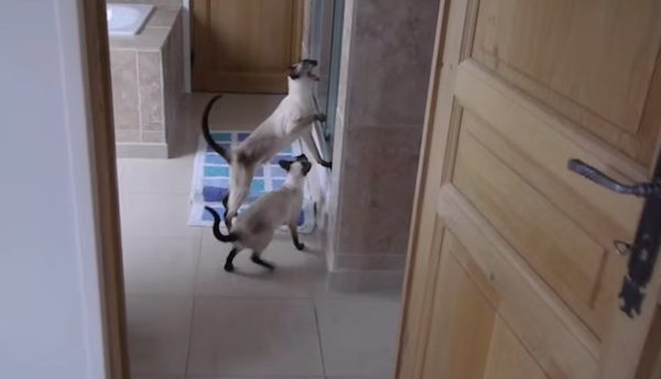 siamese at shower time