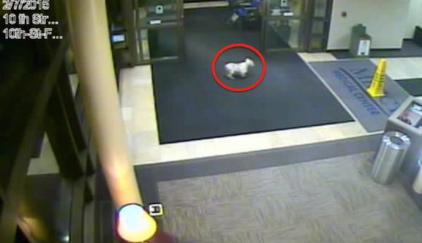 dog walks to hospital