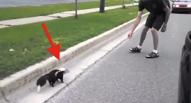 skunk with cups on head
