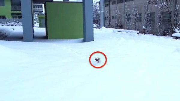 terrier in snow