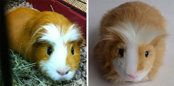 toys-cuddle-clones-10