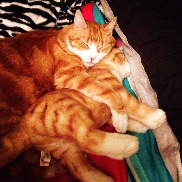 toys-cuddle-clones-14