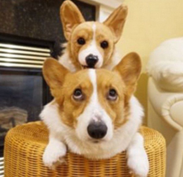 toys-cuddle-clones-20