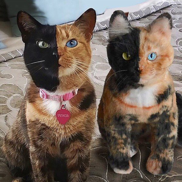 toys-cuddle-clones-6