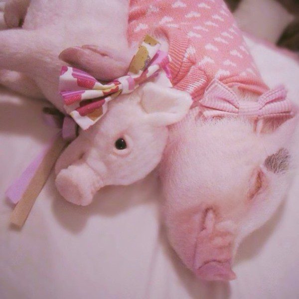 toys-cuddle-clones-8