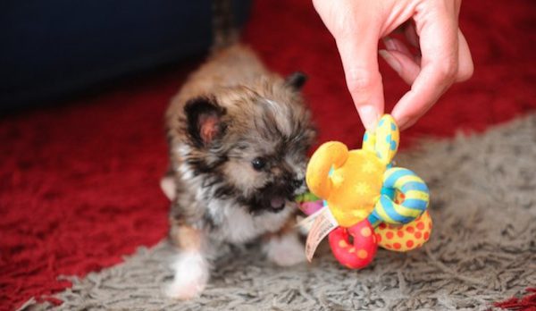 tiny dog