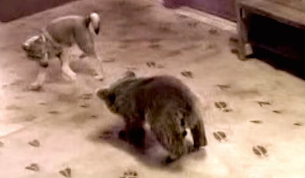 wolf cub and bear cub