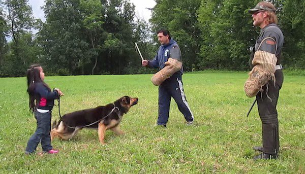 dog protects girl