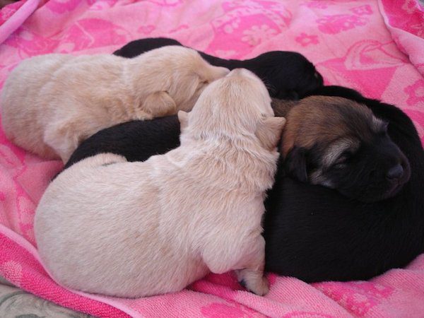 1-many-strays