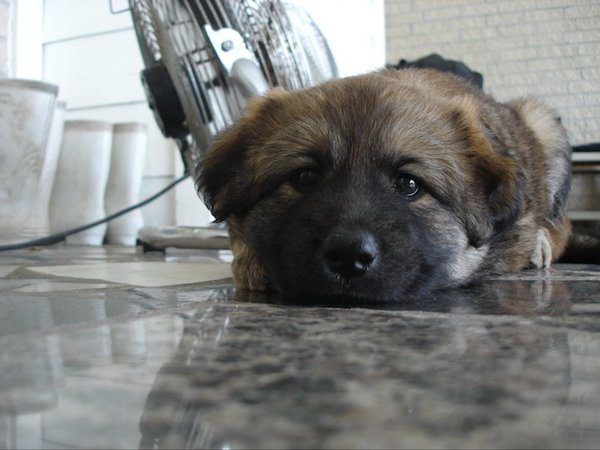 10-many-dogs