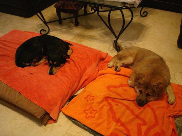 11-many-dogs