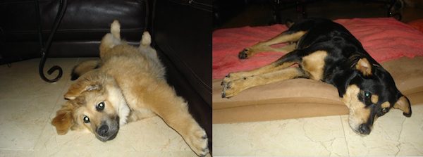 12-many-dogs