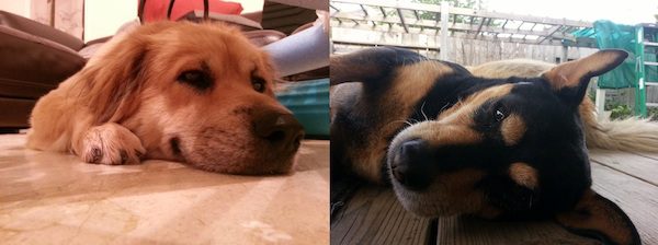 14-many-dogs