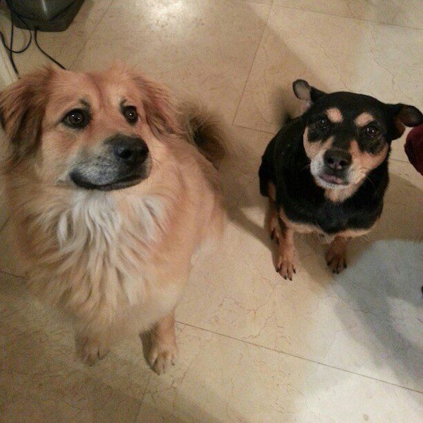 16-many-dogs