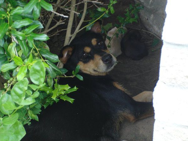 2-many-strays
