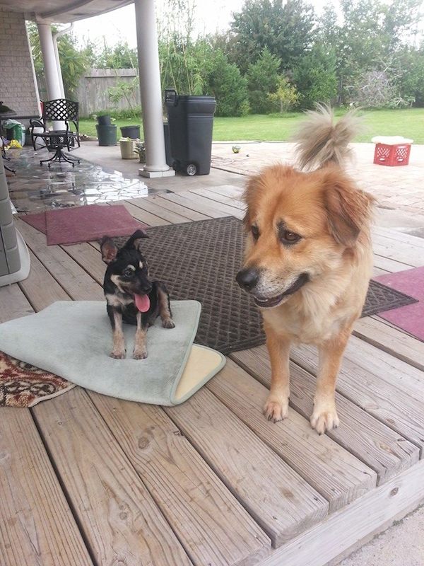 22-many-dogs