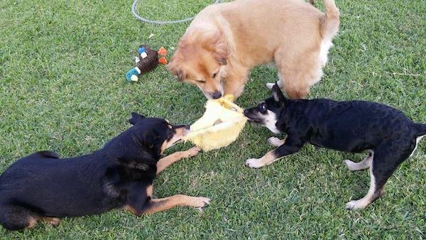 23-many-dogs