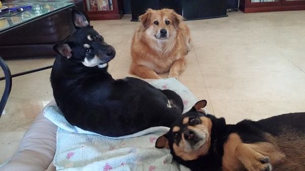 24-many-dogs