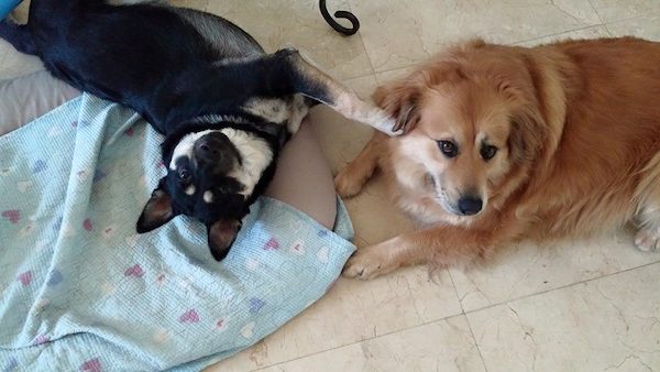 25-many-dogs
