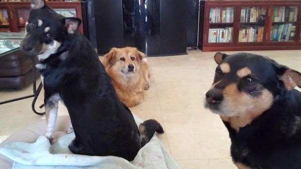 26-many-dogs