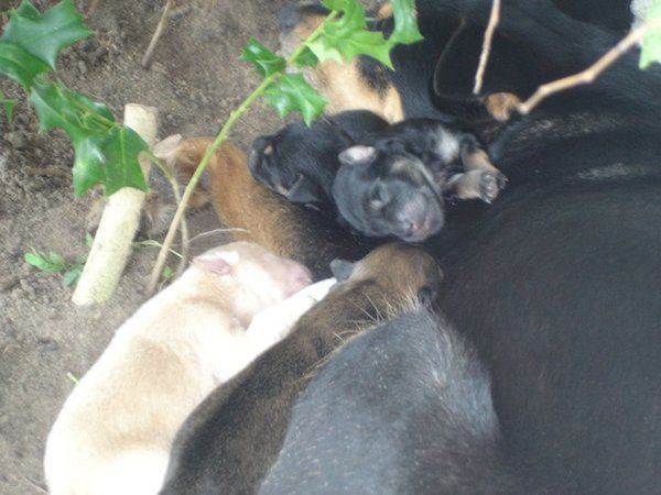 3-many-dogs