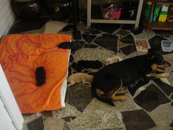 4-many-dogs