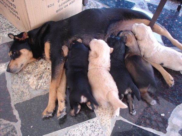 6-many-dogs
