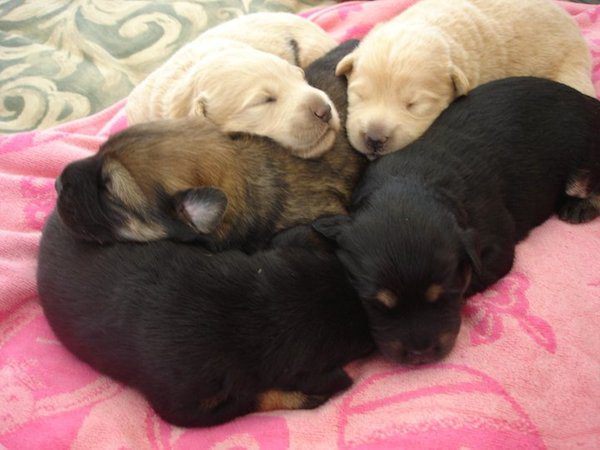 7-many-dogs