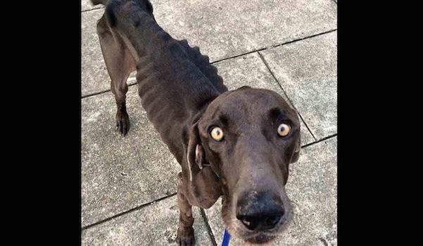 Starving Dog Who Survived By Eating Twigs And Rocks Gets His Happily Ever After
