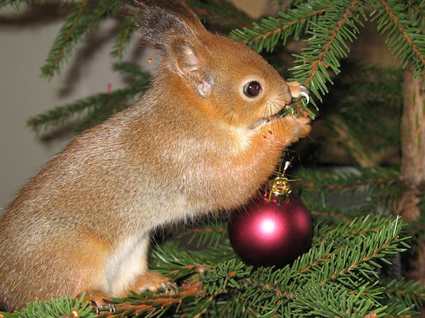 arrtu-in-xmas-tree