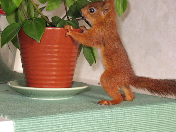 arrtu-red-squirrel-1