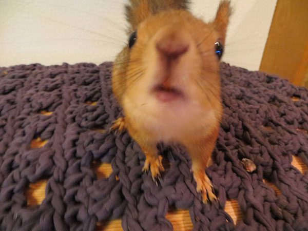 arrtu-red-squirrel-11