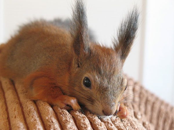 arrtu-red-squirrel-13