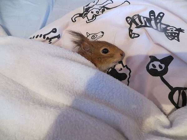arrtu-red-squirrel-14