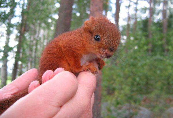 arrtu-red-squirrel-19