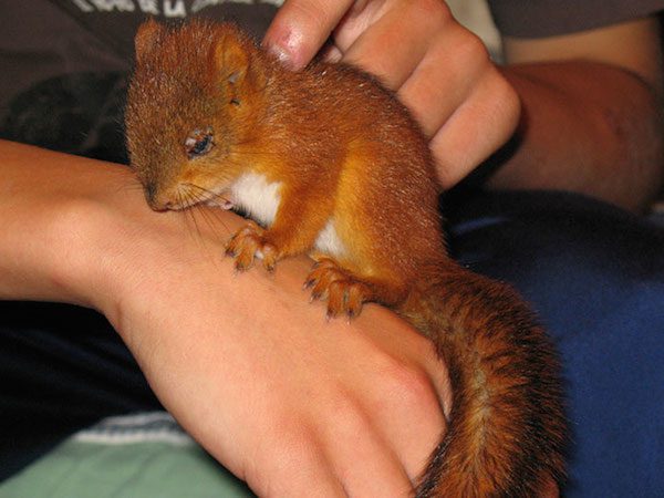 arrtu-red-squirrel-2