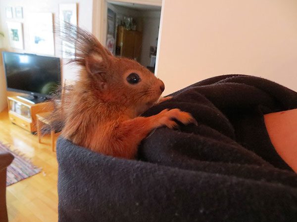 arrtu-red-squirrel-20