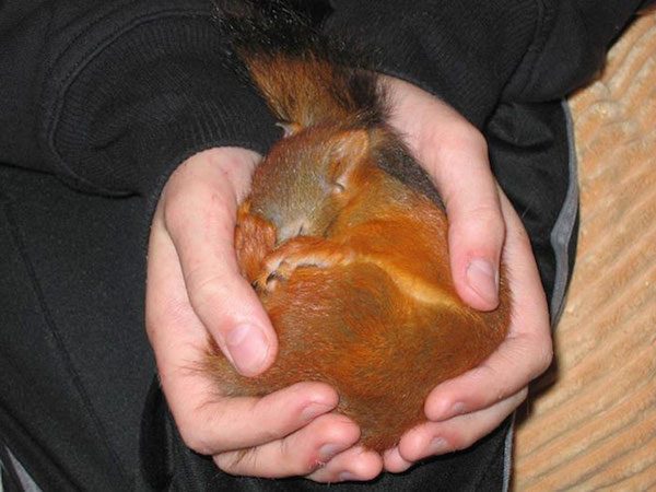 arrtu-red-squirrel-21