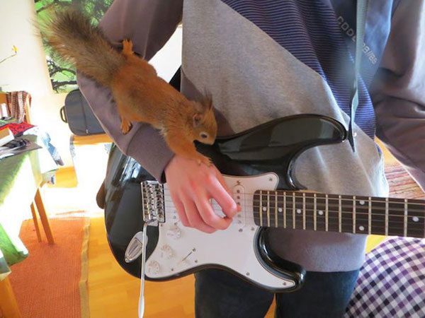 arrtu-red-squirrel-22